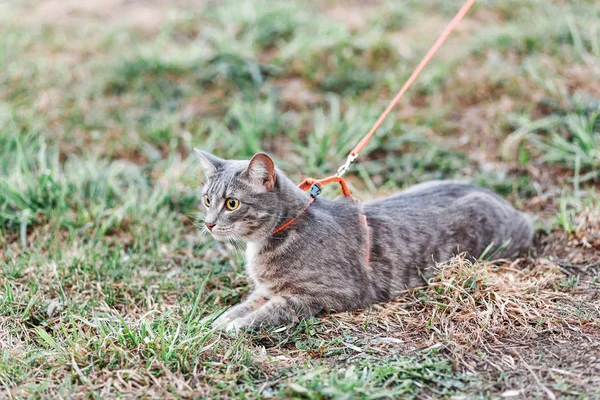 The cat on the leash walks on the grass at spring in park