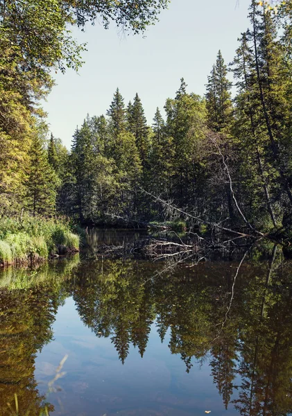 松の木と野生の森林湖 — ストック写真