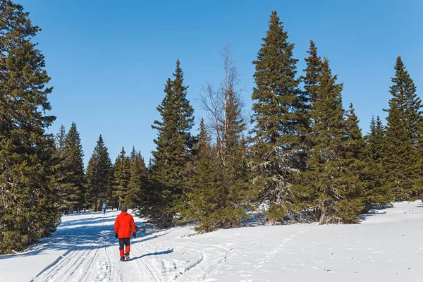 Homem caminha sozinho na floresta coberta de neve — Fotografia de Stock