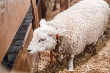 Bir çiftlik veya Hayvanat Bahçesi çitin arkasında koyun