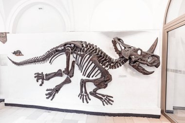 07 Ağustos 2019, Münih, Almanya: Münih 'teki Paleontoloji Müzesi' nde gergedanın antik atası olan dinozor ceratops 'un fosilleşmiş iskeleti