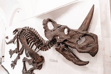 07 Ağustos 2019, Münih, Almanya: Münih 'teki Paleontoloji Müzesi' nde gergedanın antik atası olan dinozor ceratops 'un fosilleşmiş iskeleti