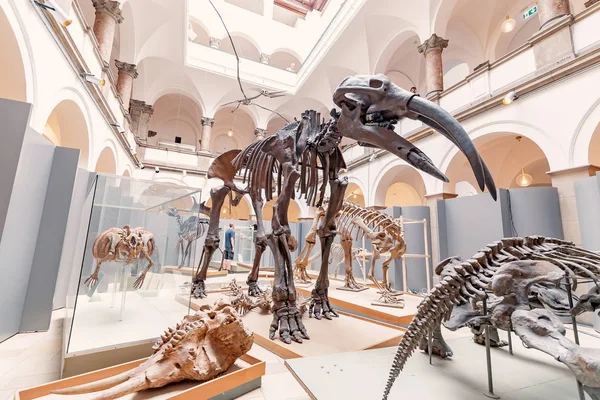 07 Αυγούστου 2019, Μόναχο, Γερμανία: Απολιθωμένοι σκελετοί μαμούθ και άλλων εξαφανισμένων ζώων εκτίθενται στο Μουσείο Φυσικής Ιστορίας και Παλαιοντολογίας — Φωτογραφία Αρχείου