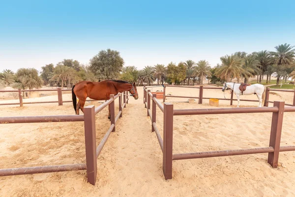 Puesto con caballos árabes de pura raza cerca de un antiguo pueblo en el desierto Sands . — Foto de Stock