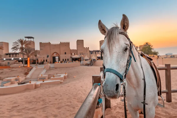 Stall with thoroughbred Arab horses near an ancient village in the desert Sands. — 스톡 사진
