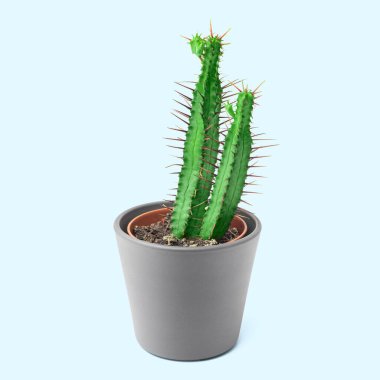 Tencerede bulunan kaktüs Euphorbia enopla renkli arka planda izole edilmiş dekoratif bir bitki. Hobi ve lezzetli konsept