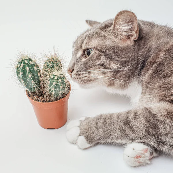 funny and curious domestic cat sniffs and touches a cactus in a pot. concept of pets curiosity