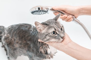 Banyoda evcil hayvanını yıkıyorsun. Kedi korkmuş görünüyor. Islak saçlı. Şampuan ve hayvan hijyen ürünleri.
