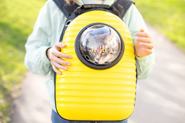 Funny yellow backpack with a transparent window porthole for walking and carrying cats. Concept of a hiking with pet in park or going to the vet