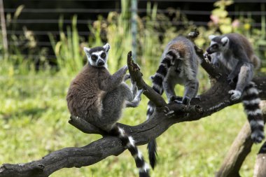  Ağaç portreleri Maki.