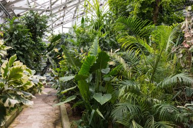  İlginç bir çöl bitkileri.