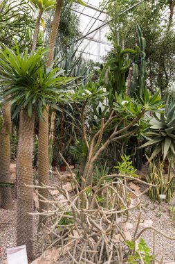  İlginç bir çöl bitkileri.