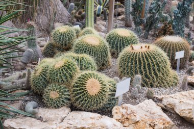  İlginç bir çöl bitkileri.