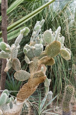  İlginç bir çöl bitkileri.