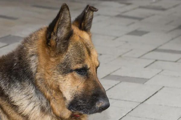 Güzel bir Alman çoban köpeği.