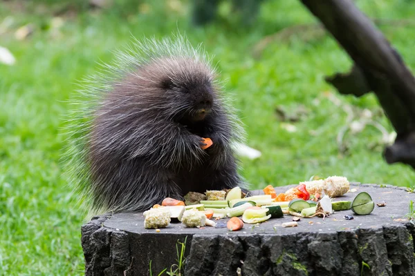 Funny little porcupine. — Zdjęcie stockowe