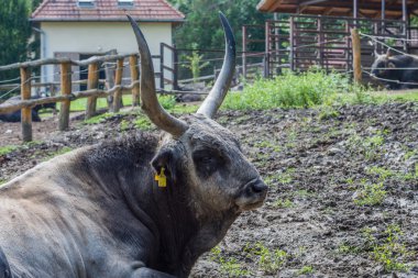 Gri sığır öküz.