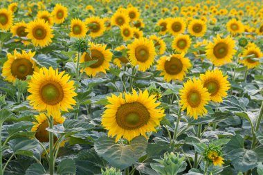 Ayçiçeği çayır üzerinde.