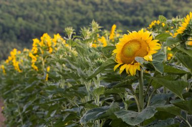 Ayçiçeği çayır üzerinde.