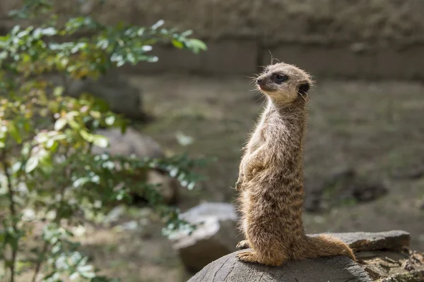 Meerkats mignons drôles . — Photo