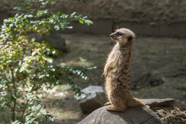 Meerkats mignons drôles . — Photo