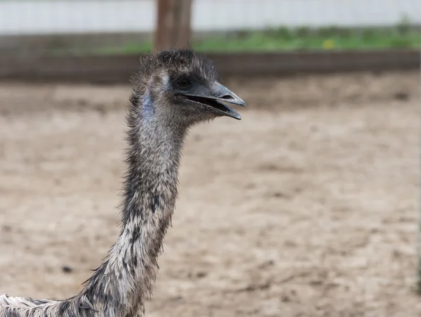 Emu bird photos. — Stock Photo, Image