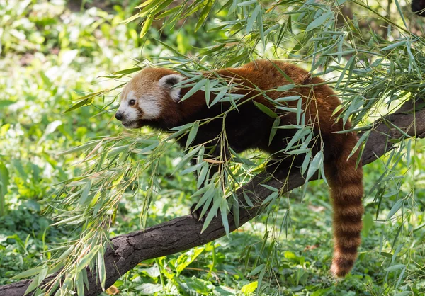 Kırmızı küçük panda.