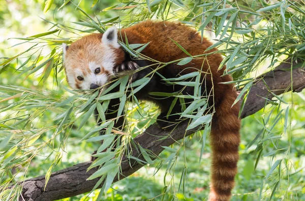 Petit panda rouge . — Photo