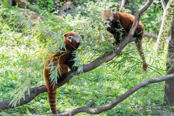 Kırmızı küçük panda.