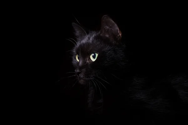 yurt içi kara kedi.