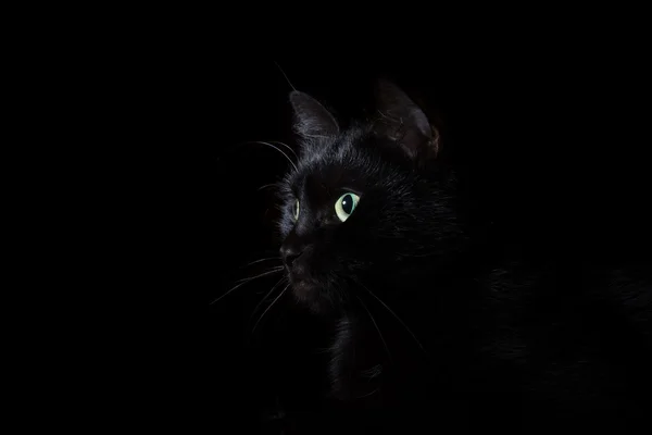 yurt içi kara kedi.