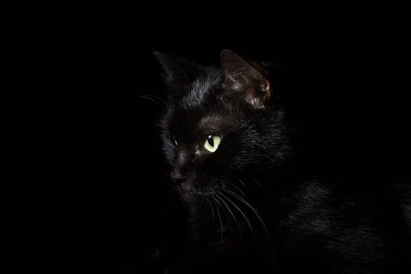 Black domestic cat. — Stock Photo, Image