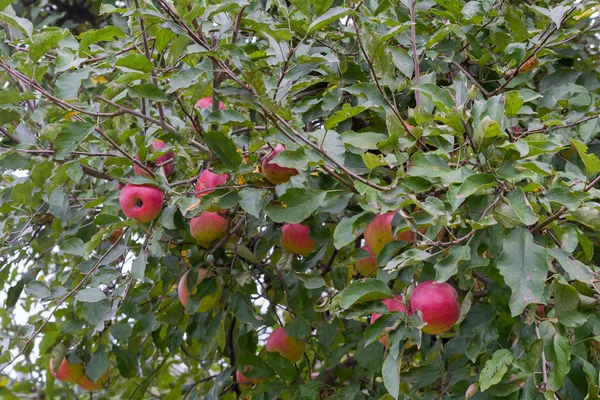 Apples and donuts. — Stock Photo, Image