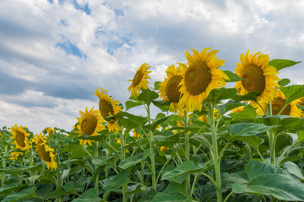 Sunflower on the meadow.