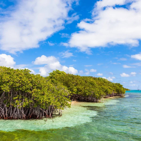 Forêt de mangrove paysage — Photo