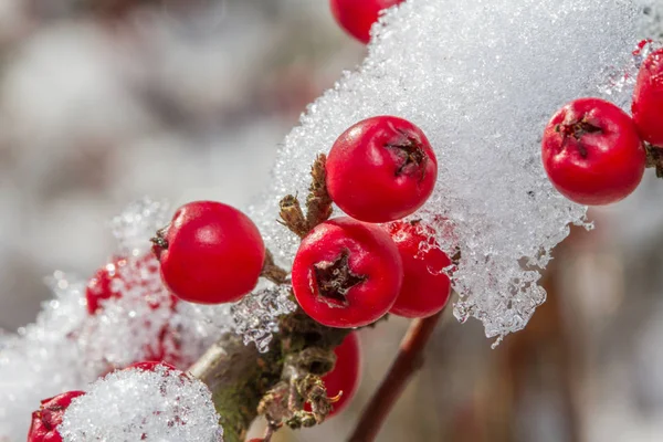 White snow and  red holly berries — Stock Photo, Image