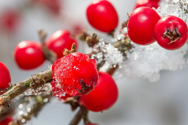 Weißer Schnee und rote Stechpalmen — Stockfoto
