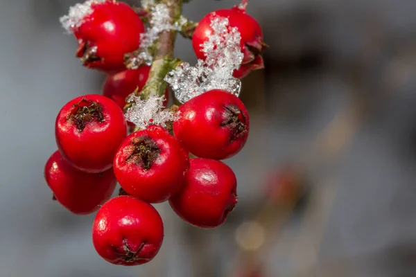 Beyaz kar ve kırmızı holly Karpuzu — Stok fotoğraf