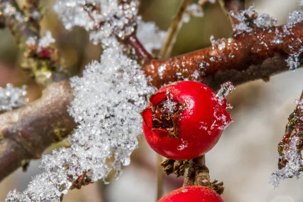 White snow and  red holly berries — Stock Photo, Image