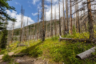 Rocky Dağları. Helen Gölü, Banff Ulusal Parkı, Alberta, Kanada 'daki geniş çaplı yangından sonra orman yeniden büyüyor.