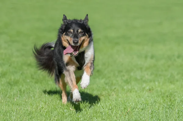 Collie cão correndo — Fotografia de Stock