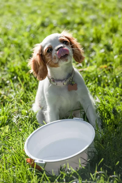 Lappatura del cucciolo assetato — Foto Stock