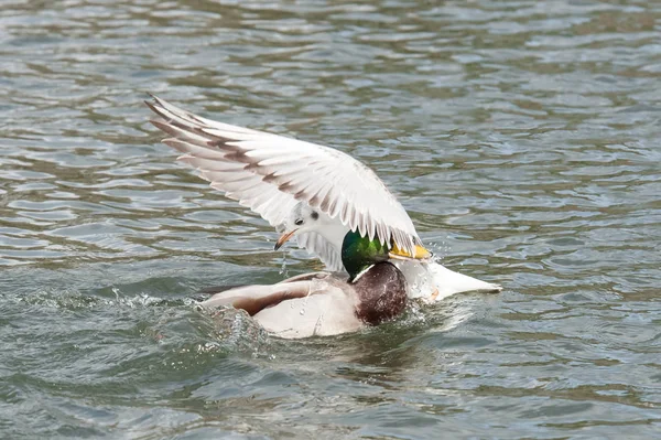 Cuando dos pájaros chocan —  Fotos de Stock