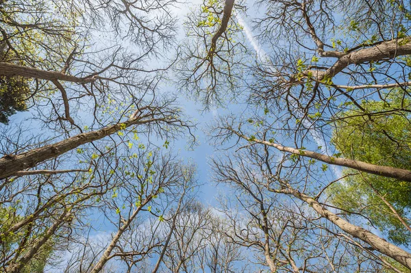 En el bosque — Foto de Stock