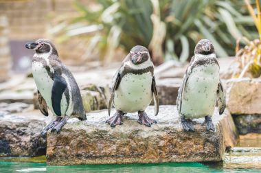 Humboldt penguenler