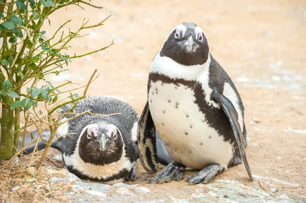 Pinguini africani — Foto Stock