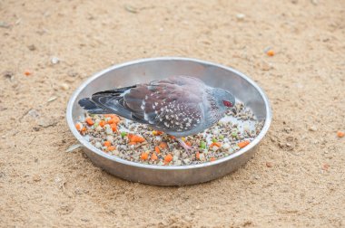 Afrika Kaya güvercini