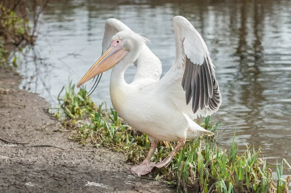 pelican flapping wings