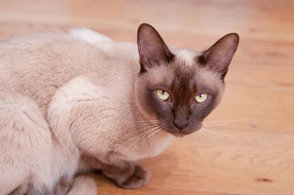 Bellissimo Gatto Siamese Che Fissa Macchina Fotografica — Foto Stock