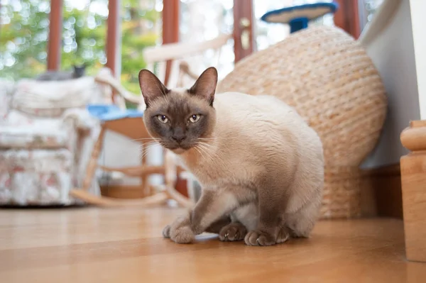Piękny Kot Syjamski Gapiący Się Kamerę Domowym Pomieszczeniu — Zdjęcie stockowe
